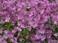 秋に咲く花の種類は？9～11月の秋から晩秋の花、多年草、球根植物