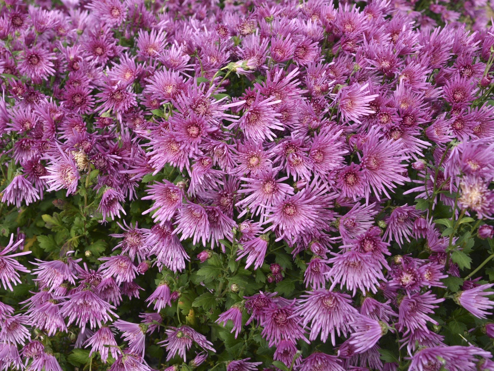 秋に咲く花の種類は？9～11月の秋から晩秋の花、多年草、球根植物