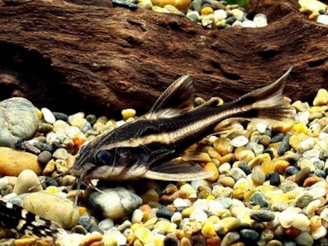 cosmosy ディハナ ポラ kamion（カミオン）こと神尾彩乃。 - 「日プ