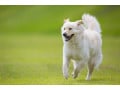 犬の専門用語集【あ行】……飼い主が覚えておくと役に立つかも？
