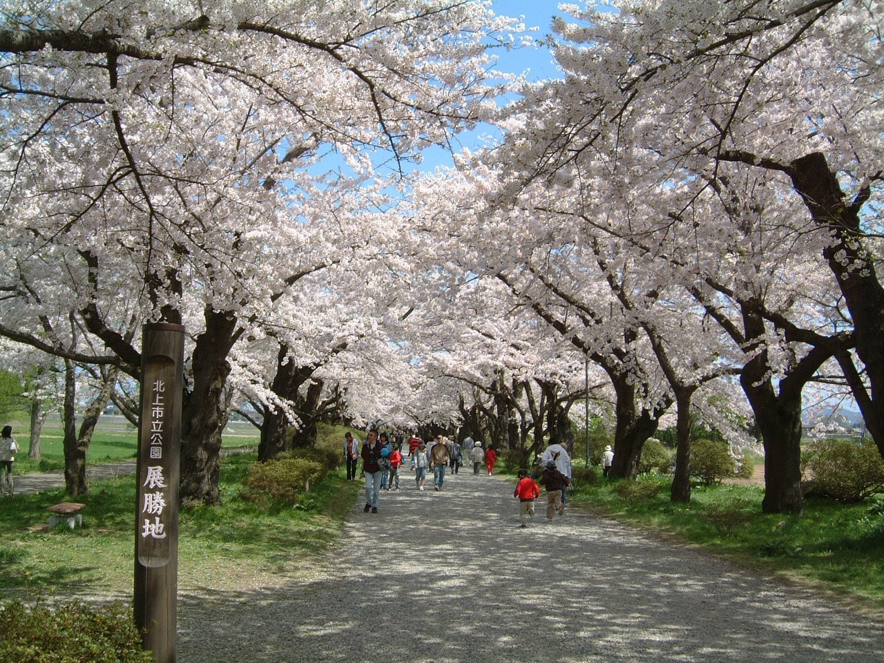どこまでも続く桜並木に感動！ 北上展勝地の桜／岩手 [名所