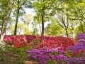 ニューヨーク植物園