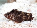 淡水ハオコゼの基本情報とは？ 飼育には塩分が必要！