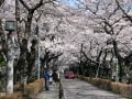 東京のオススメ花見スポット！ 早朝の青山墓地