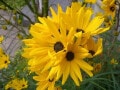 ゴールデンピラミッドの育て方とは？ 秋に咲くおすすめの花