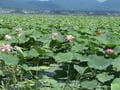 日本最大級！ 琵琶湖南岸の「花ハス群生地」