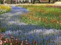 広大な土地に、四季折々の花『国営ひたち海浜公園』