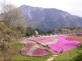 春限定！ 羊山公園の芝桜