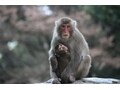 可愛いお猿さんに会える高崎山自然動物園(大分)