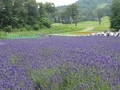 東京と気温差10度！ たんばらラベンダーパーク