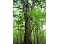 日本一大きいブナの木「森の神」(青森)