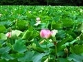 極楽浄土を思わせる猿賀公園の蓮の花