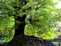 樹齢推定300年の銀杏！ 青森の弘前公園