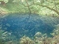 世界遺産・白神山地の十二湖にある「青池」