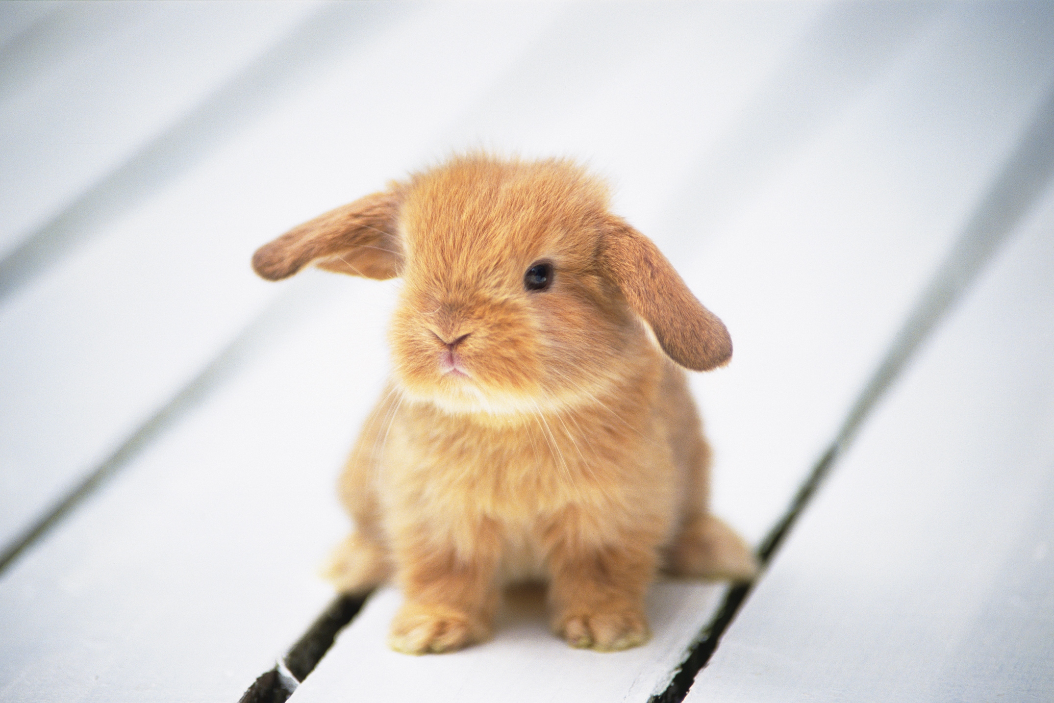 うさぎは飼い主が分かる？ うさぎの秘密6選 [うさぎ] All About