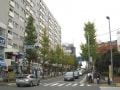 鷺沼、並木と桜と坂の多い静かな住宅街