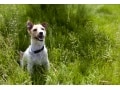 犬にとって迷惑な外部寄生虫の種類・原因・対策