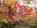 瑞宝寺公園　豊臣秀吉ゆかりの紅葉名所