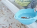 金魚飼育に必要なもの・金魚の飼い方【準備編】