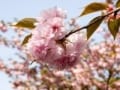 『八重の桜』が大河ドラマになった三つの偶然