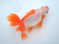 地金とは？ 愛知の天然記念物とされる金魚の特徴や歴史、飼育方法