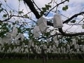 都心から40分！所沢でフルーツ狩り「北田園」
