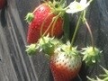 「枇杷倶楽部」で5種類のいちごを食べ比べ