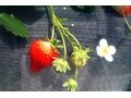 丸々大きないちご「さつまおとめ」を食べ放題！