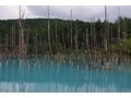 北海道の神秘の「青い池」は必見です！