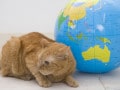 猫が耳を伏せる時の気持ちは？猫の気持ち・伏せ耳編
