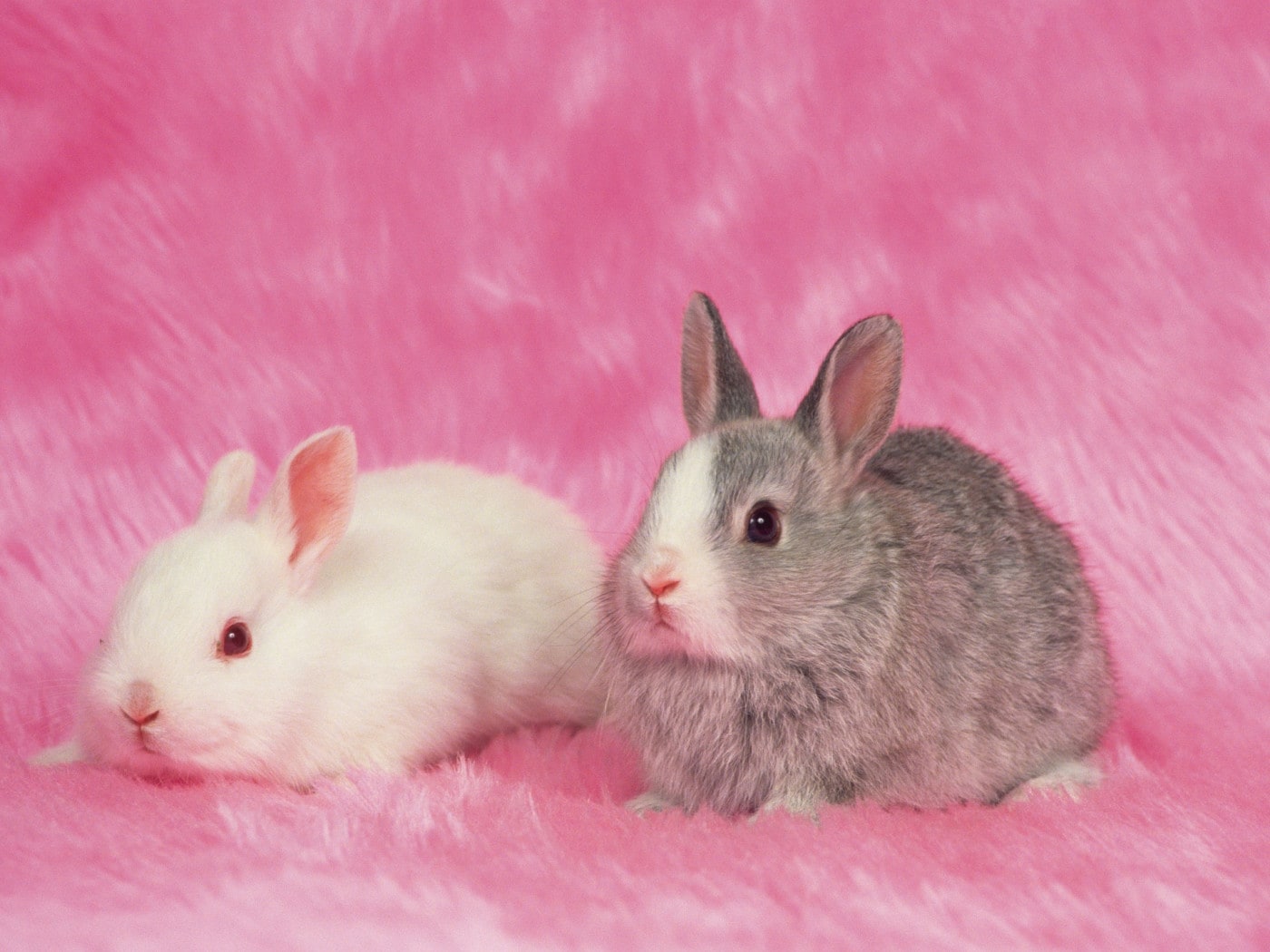 うさぎのやきものです うさぎのしっぽ通販は、『うさぎと暮らす 96号』を全国へお届け