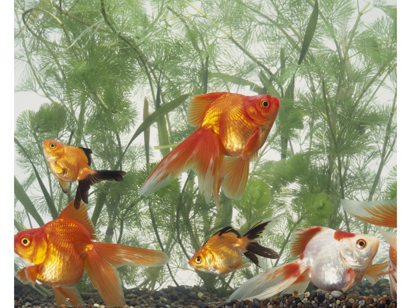 土佐錦魚・土佐錦（土佐金） 四歳 土佐錦魚・土佐錦（土佐金） 四歳 良物