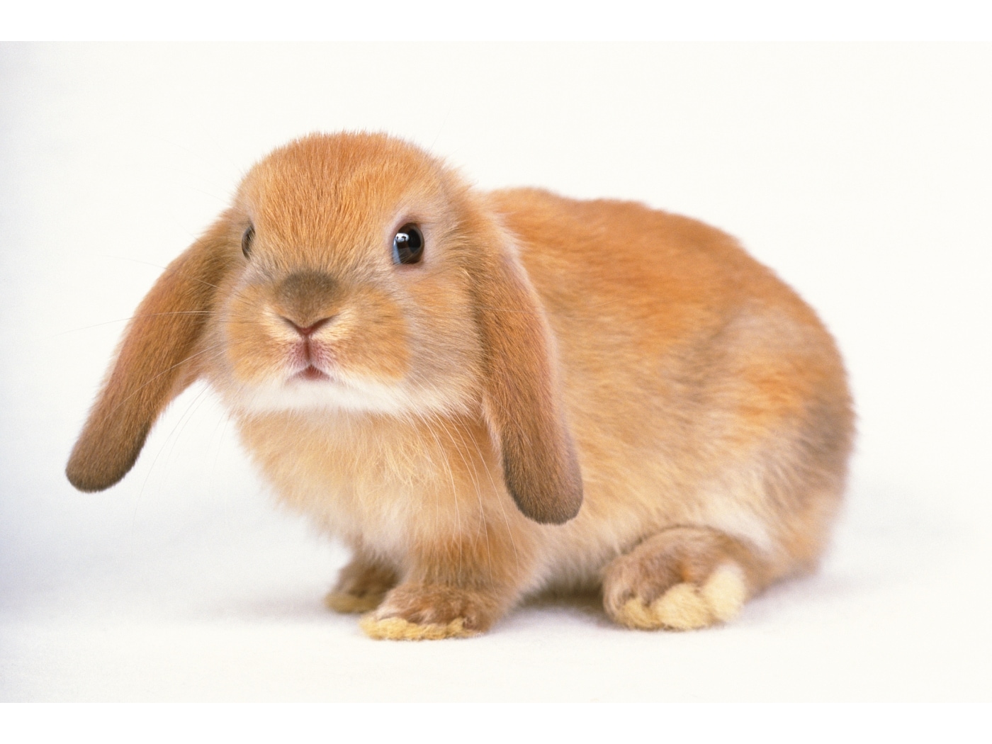 【予約】 垂れ耳うさぎと立ち耳、性格の違いはあるの？ About All [うさぎ] 小物・アクセサリー
