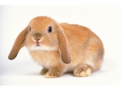 垂れ耳うさぎと立ち耳、性格の違いはあるの？ [うさぎ] All About