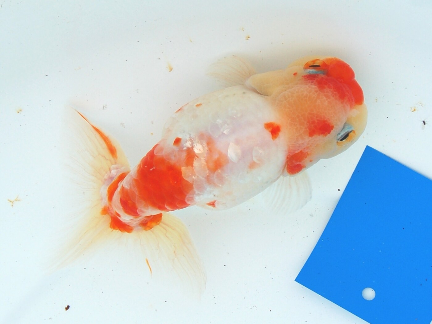 2/2 金魚の新しい品種が世に出るまで [金魚] All About
