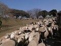 東京ドーム50倍の敷地で動物にふれあえる　マザー牧場