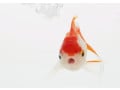 金魚の餌（エサ）の選び方やおすすめ商品