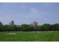 ニューヨーカーの憩いの公園「セントラルパーク」