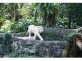 檻がない！自然の姿の動物たち「シンガポール動物園」
