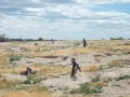 ペンギン天国の「プンタ・トンボ」でウォッチング