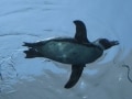 「島根海洋館アクアス」で空飛ぶペンギンを見る！