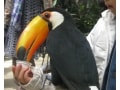 「松江フォーゲルパーク」で花と鳥たちに癒される