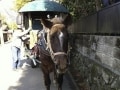 「辻馬車」に乗って湯布院をゆったり観光