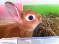 うさぎを飼うのに、いくらかかる？
