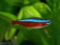 熱帯魚飼育にかかるコストってどのくらい？