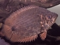 レオパードクテノポマ！熱帯魚の基本情報と飼育方法