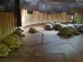 爬虫類専門！伊豆の体感型動物園「iZoo」