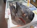 神奈川の「三浦三崎港」はマグロと自然の宝庫