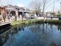神秘的な湧水池のきれいな水に癒される「忍野八海」