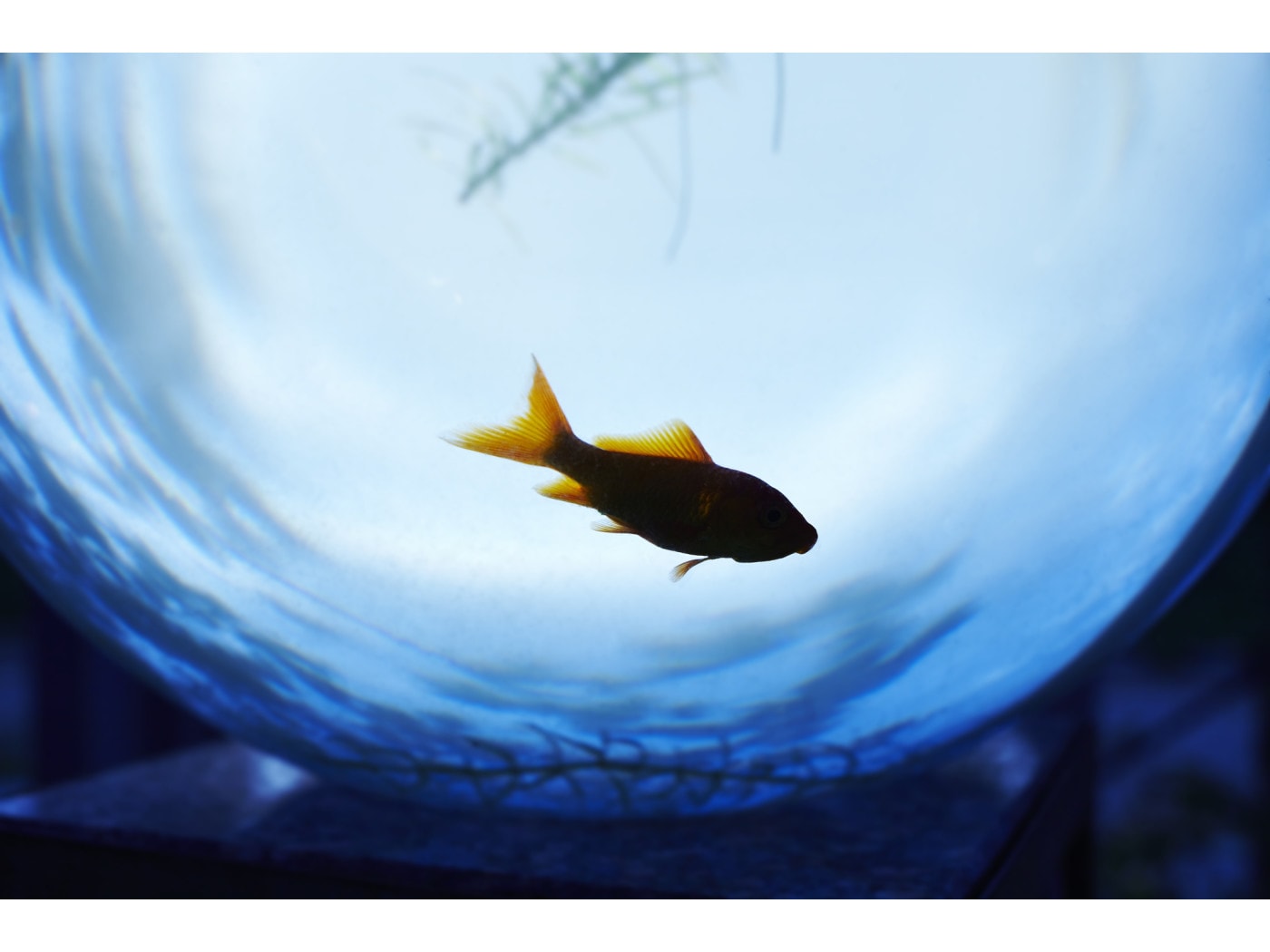 新品❣️和の希少品SWAROVSKI CRYSTAL 金魚 新品❣️和の希少品SWAROVSKI CRYSTAL 金魚 【公式通販】